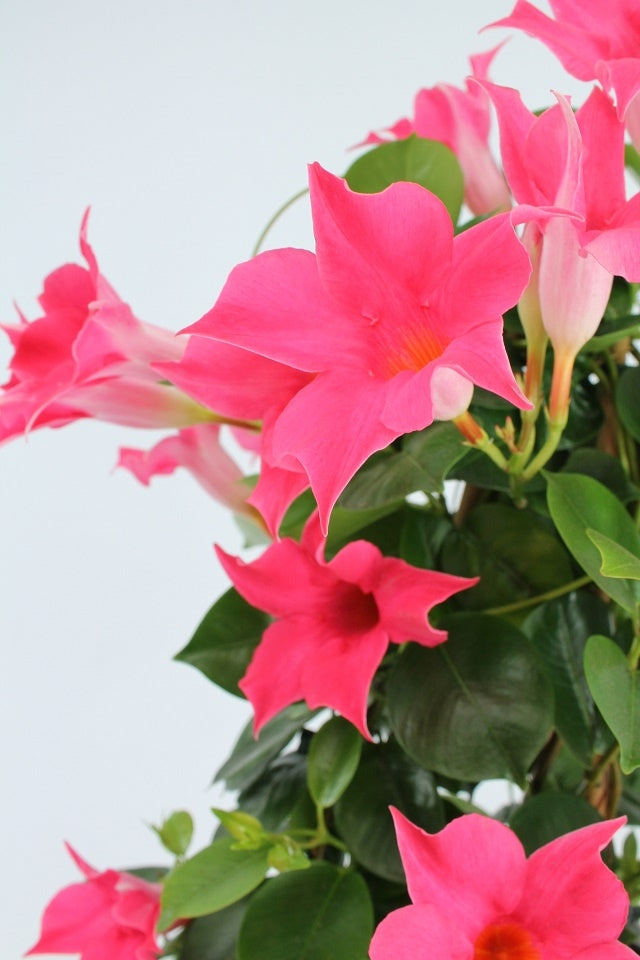 Sundaville klein (Mandevilla)