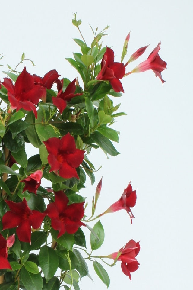 Sundaville rek (Mandevilla)