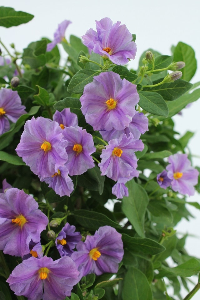Solanum am Stamm
