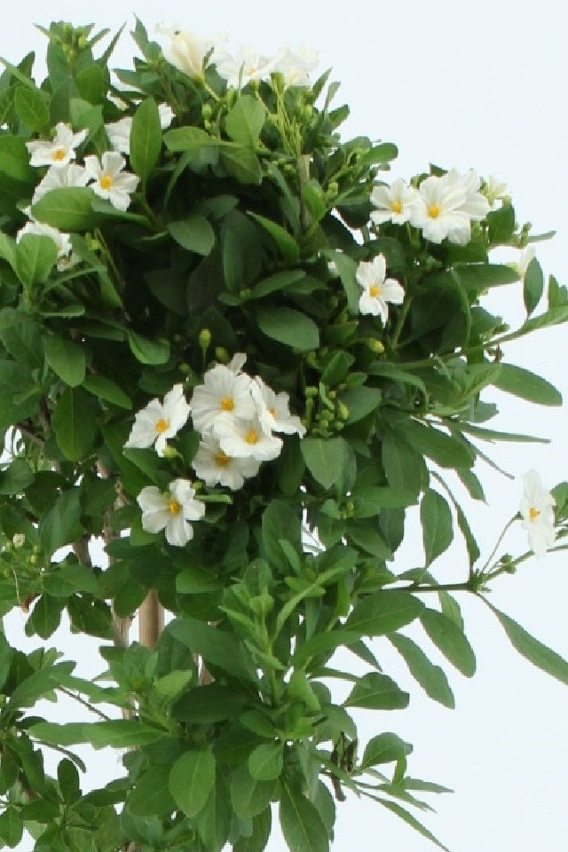 Solanum am Stamm