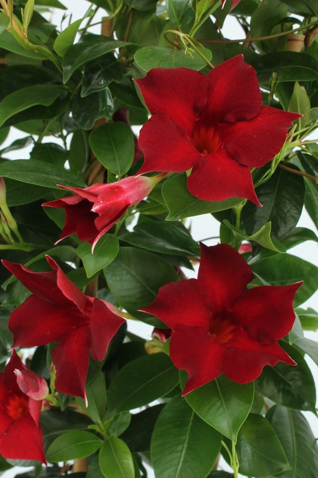 Sundaville rek (Mandevilla)