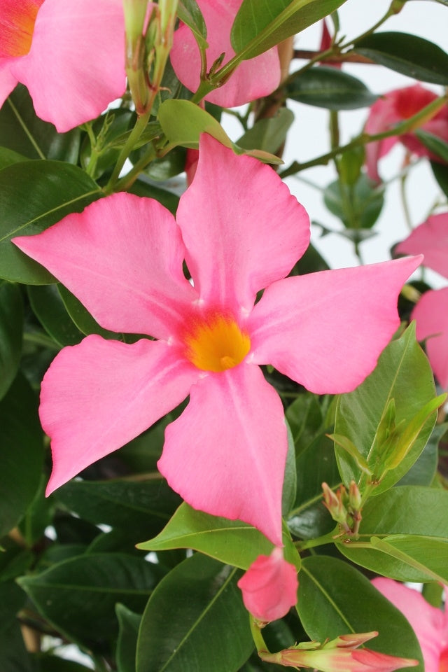 Sundaville rek (Mandevilla)