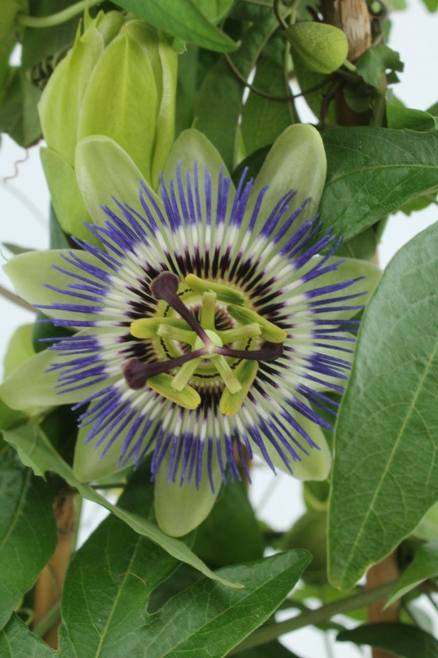 Passionsblume