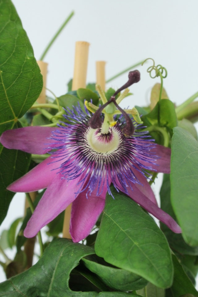 Passionsblume