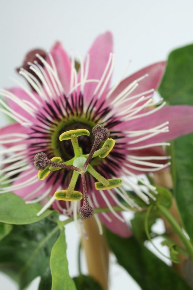 Passionsblume