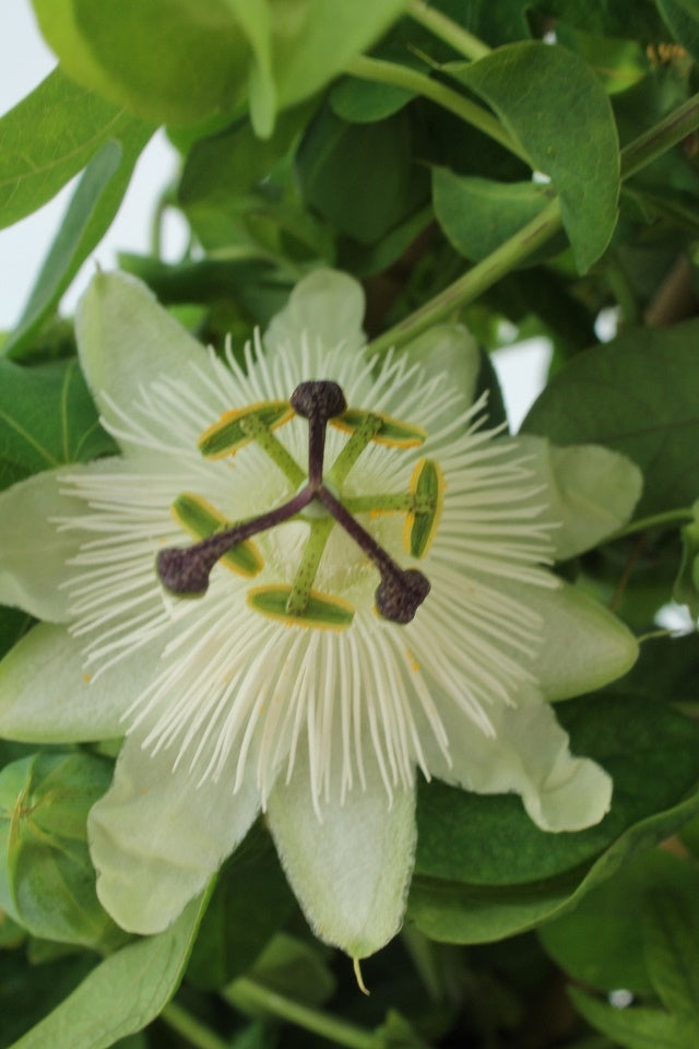 Passionsblume