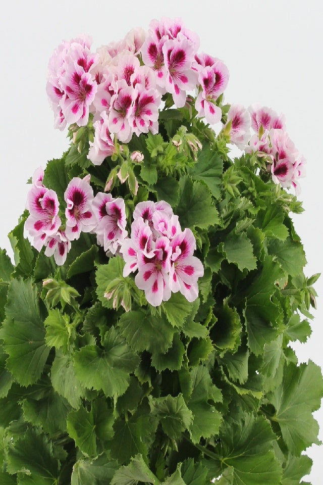 Pelargonium op stam (geranium)