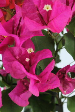 Bougainvillea