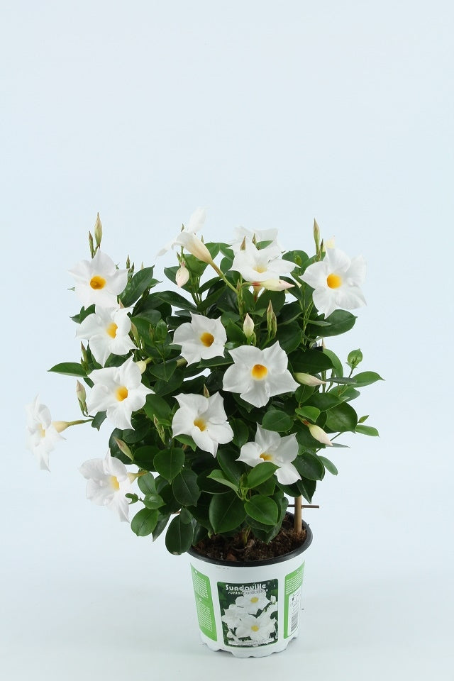 Sundaville klein (Mandevilla)
