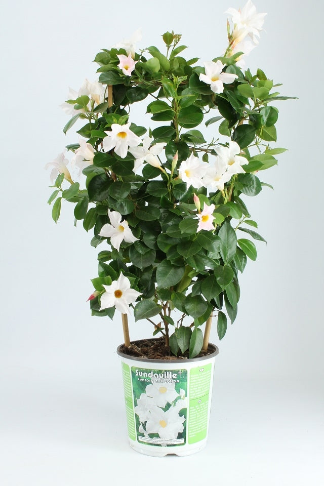 Sundaville rek (Mandevilla)