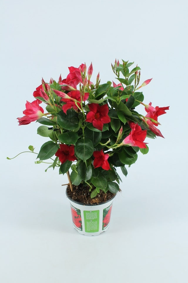 Sundaville klein (Mandevilla)