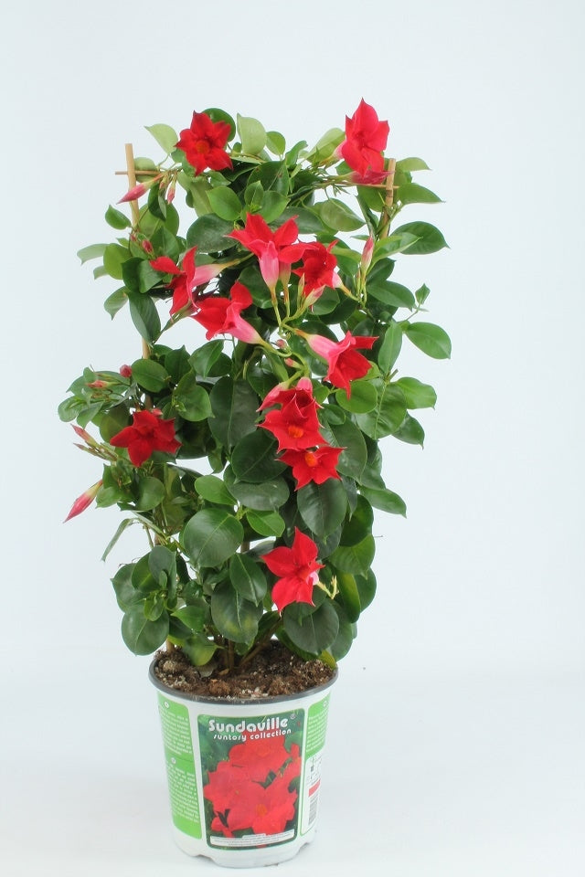 Sundaville rek (Mandevilla)