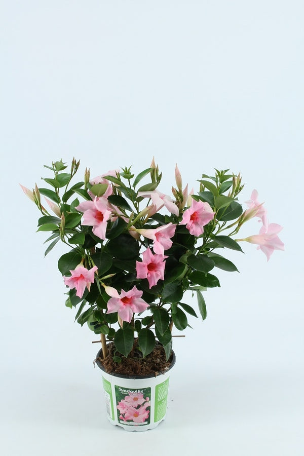 Sundaville klein (Mandevilla)