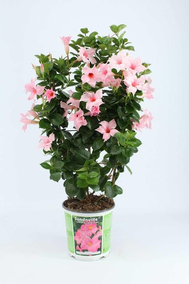 Sundaville rek (Mandevilla)
