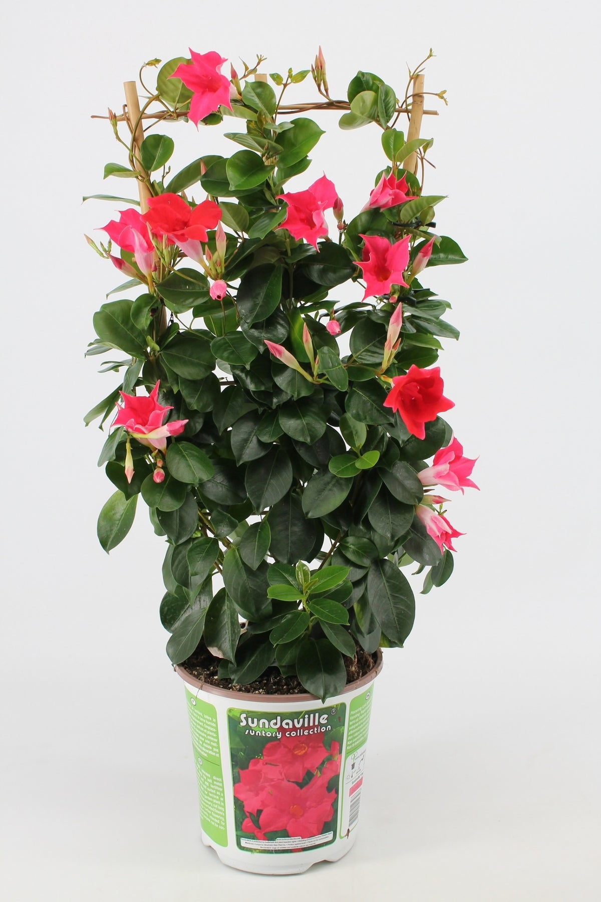 Sundaville rek (Mandevilla)