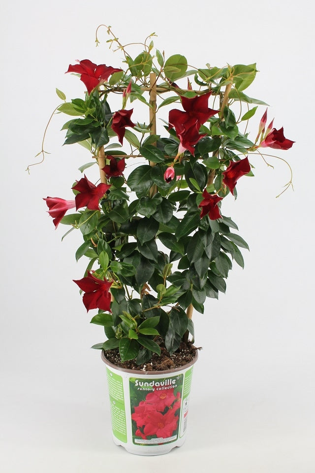 Sundaville rek (Mandevilla)