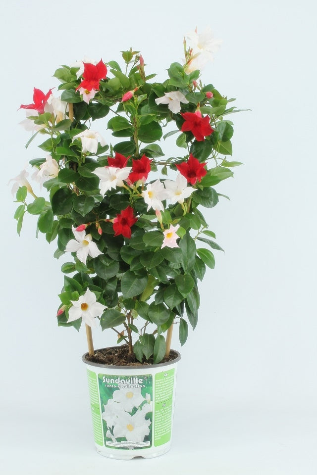 Sundaville rek (Mandevilla)
