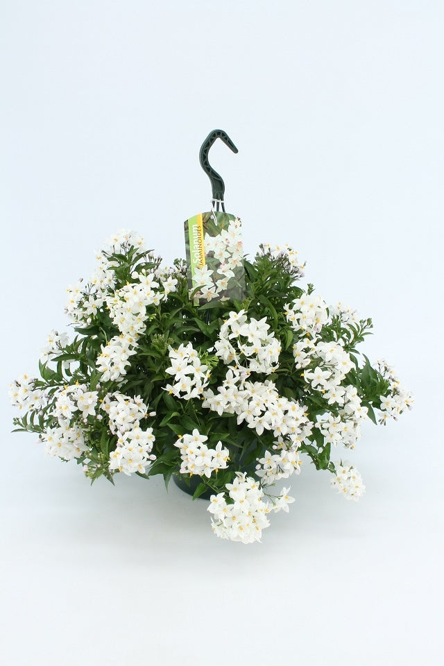 Solanum jasminoides (jasmijnnachtschade)
