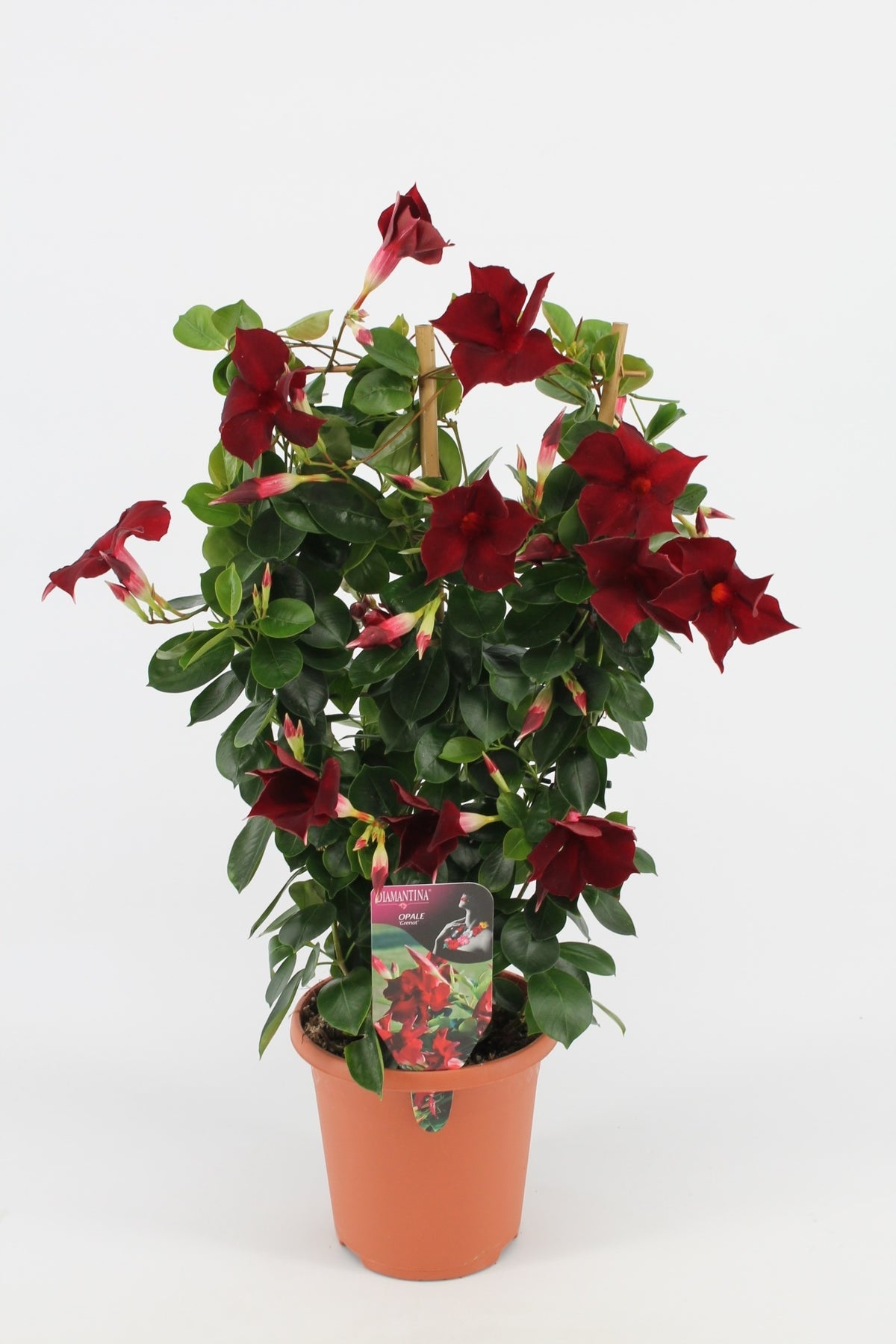 Sundaville rek (Mandevilla)