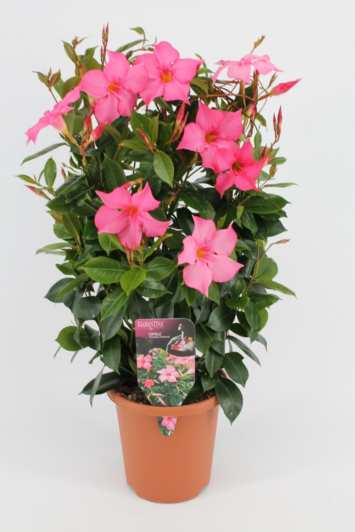 Sundaville rek (Mandevilla)