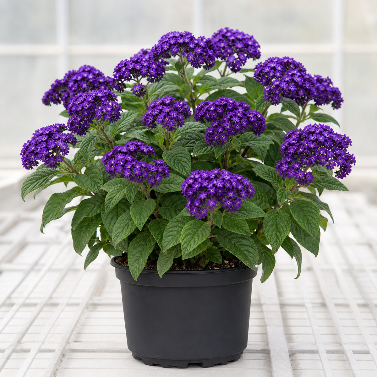 Professionele productfoto van Heliotropium vanilleplant met paarse bloei