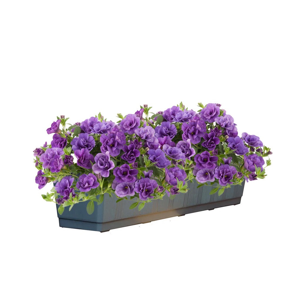 Calibrachoa dubbelbloemig (mini-petunia)