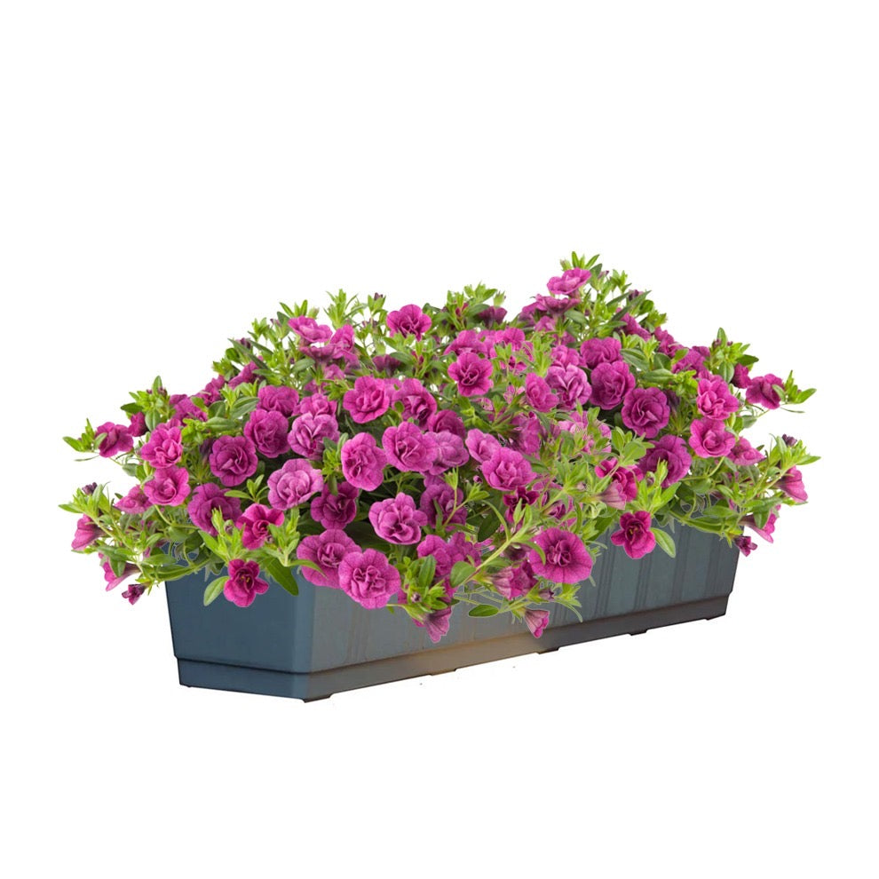 Calibrachoa dubbelbloemig (mini-petunia)