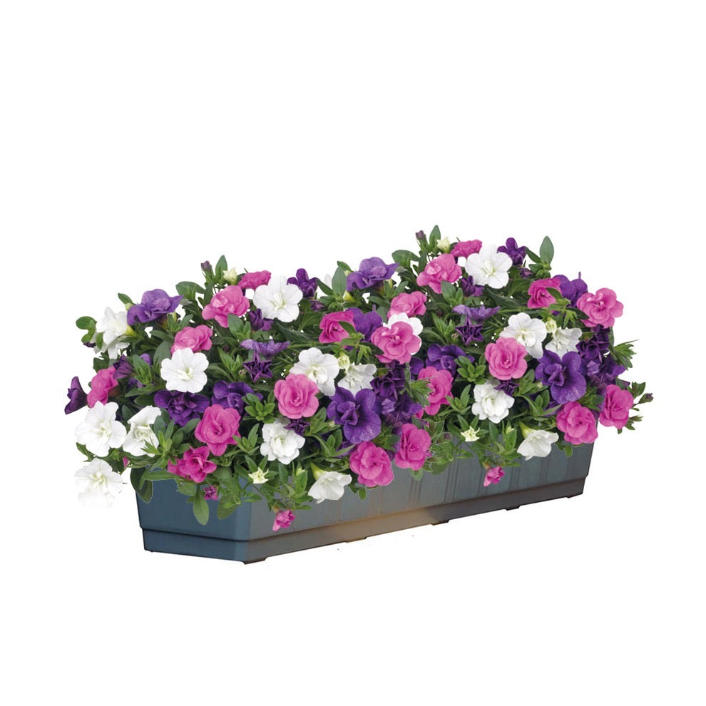 Calibrachoa dubbelbloemig (mini-petunia)