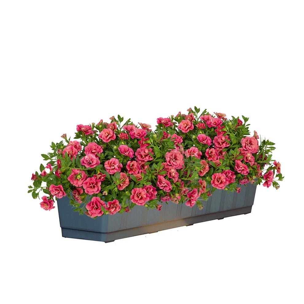 Calibrachoa dubbelbloemig (mini-petunia)