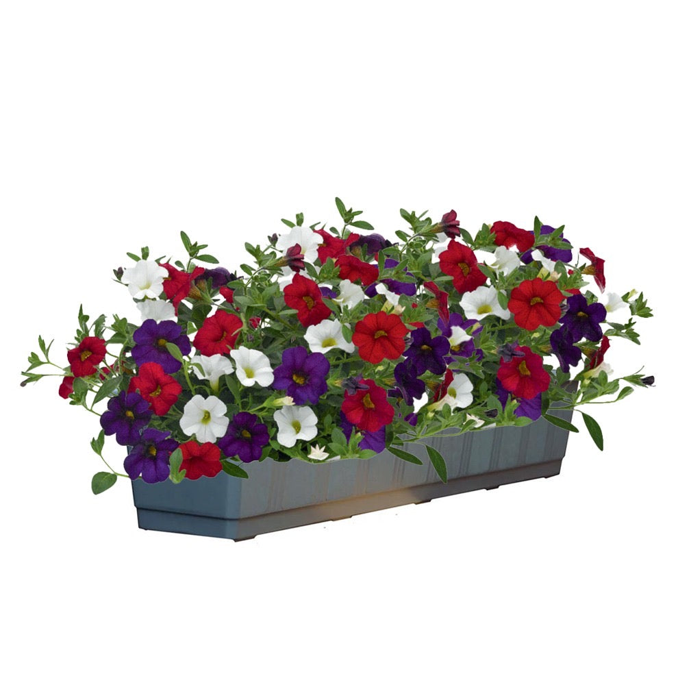 Calibrachoa Mixmaster (mini-petunia)
