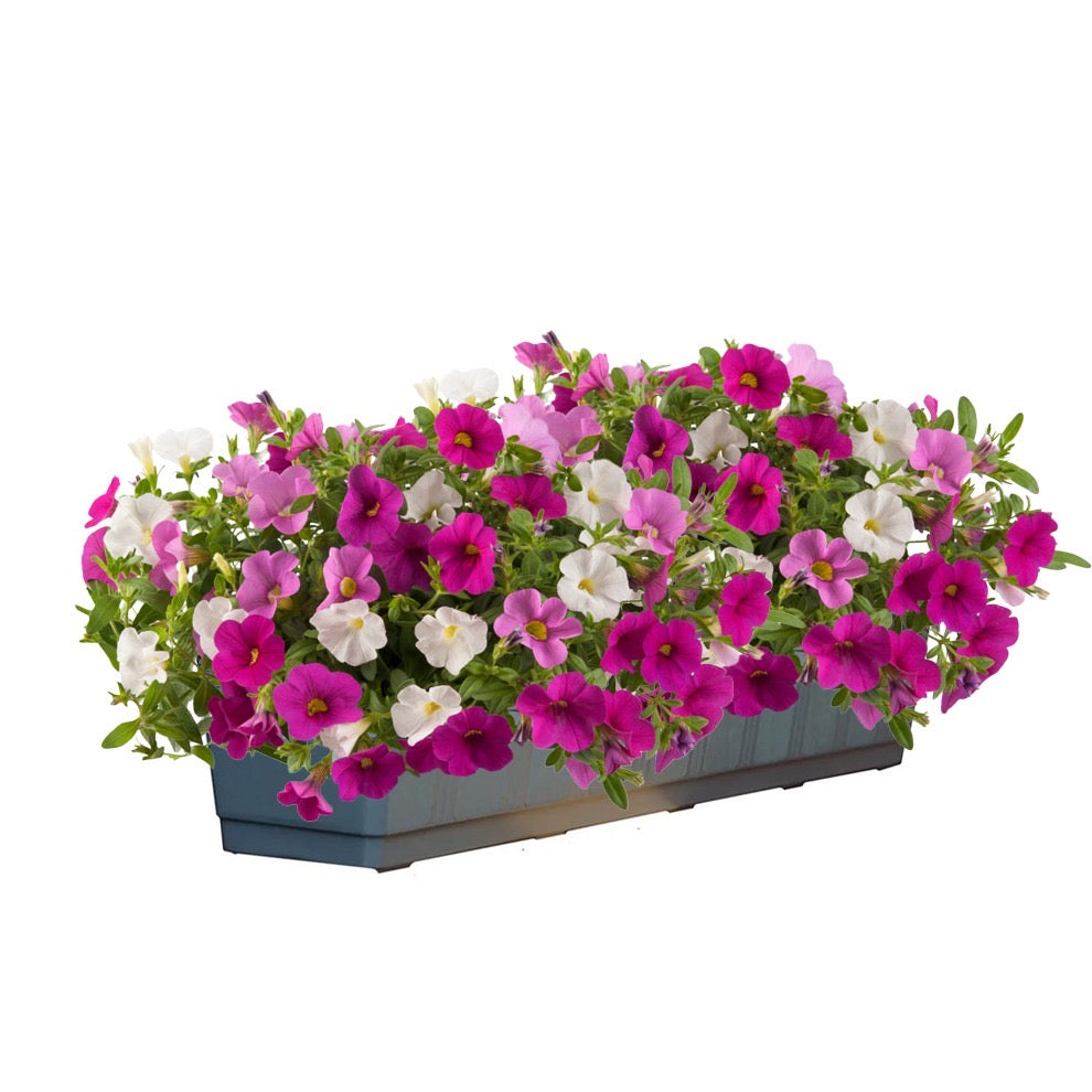 Calibrachoa Mixmaster (mini-petunia)