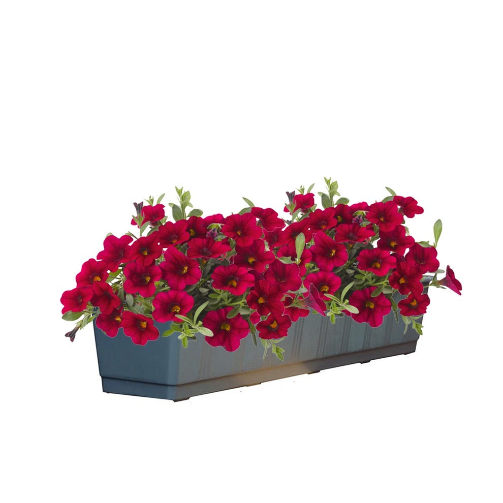 Calibrachoa (mini-petunia)