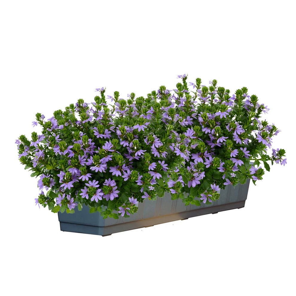 Scaevola (waaierbloem)