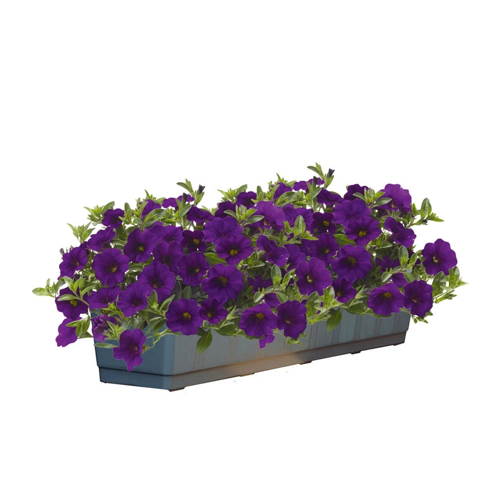 Calibrachoa (mini-petunia)
