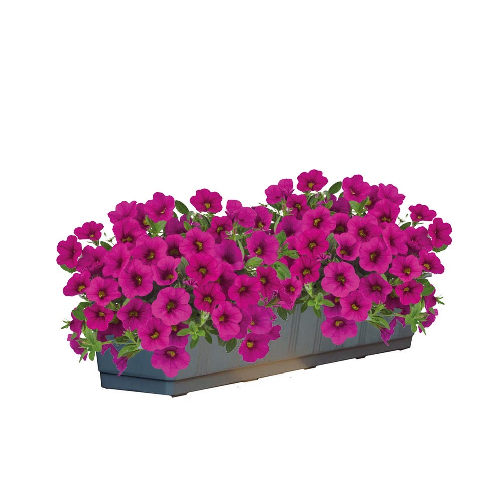 Calibrachoa (mini-petunia)
