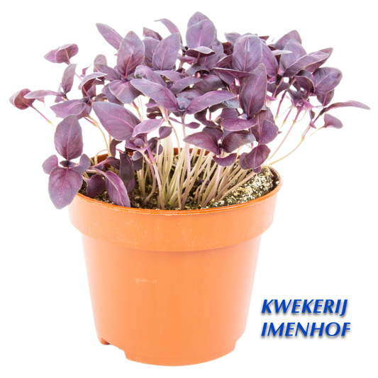 Biologische Basilicum