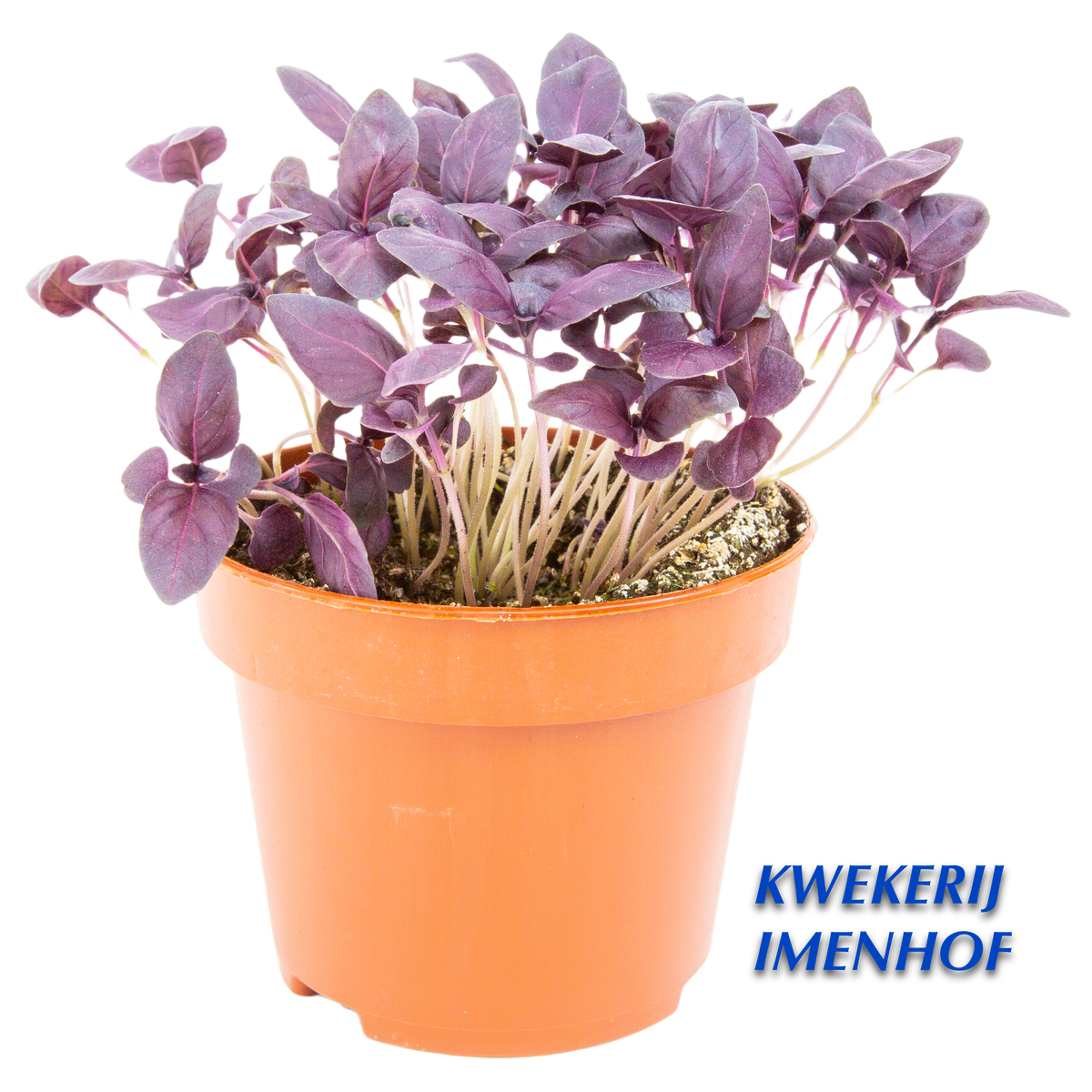 Biologische Basilicum
