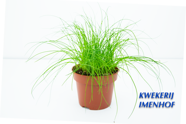 Bieslook plant