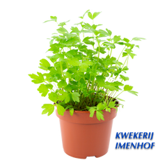 Maggiplant & kruid