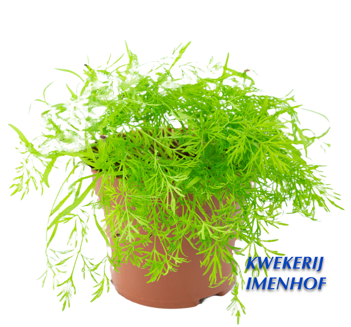 Dille plant