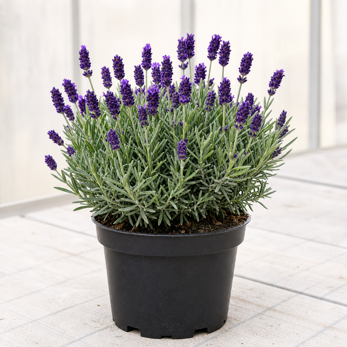 Professionele productfoto van Lavandula angustifolia Dwarf Blue