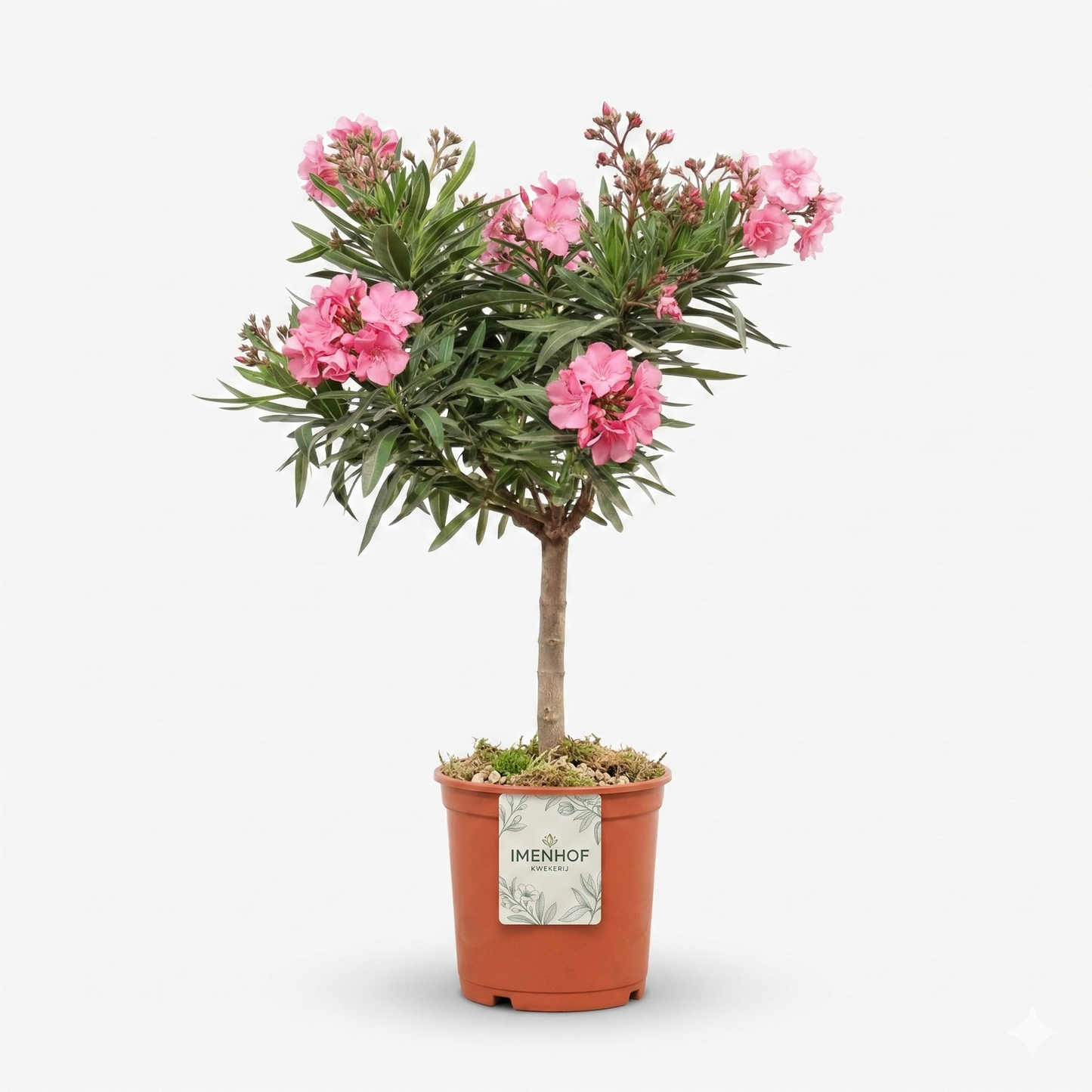 Oleander (Nerium oleander)