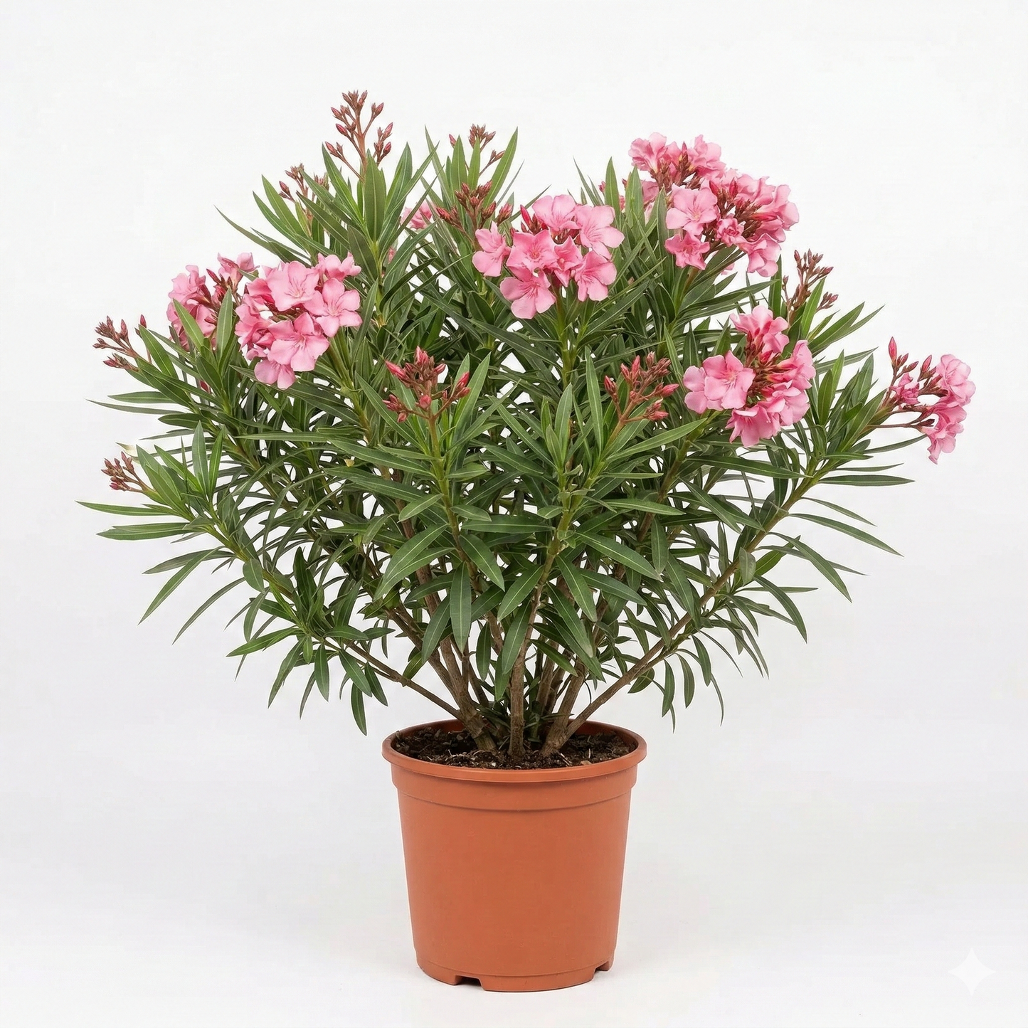 Oleander (Nerium oleander)