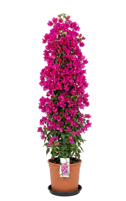 Bougainvillea XXL piramide
