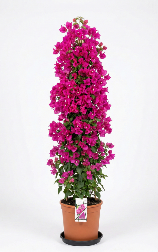 Bougainvillea 165-175cm