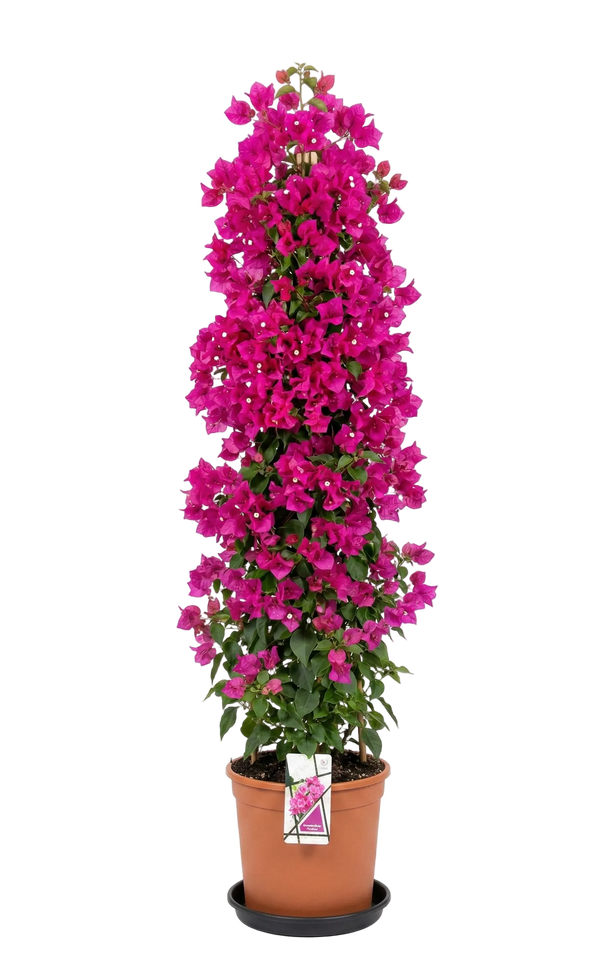 Bougainvillea XXL piramide