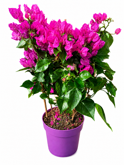 Bougainvillea