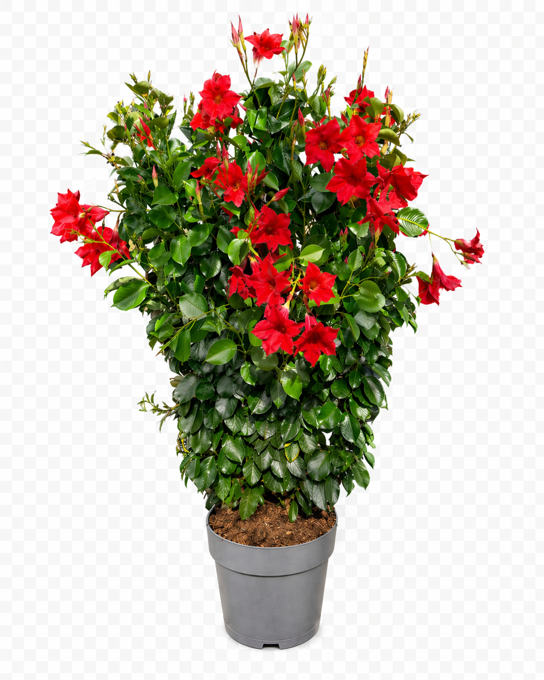 Sundaville rek (Mandevilla)