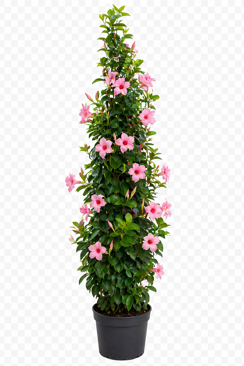 Sundaville piramide (Mandevilla)