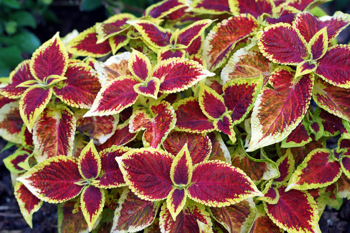 Coleus (siernetel)
